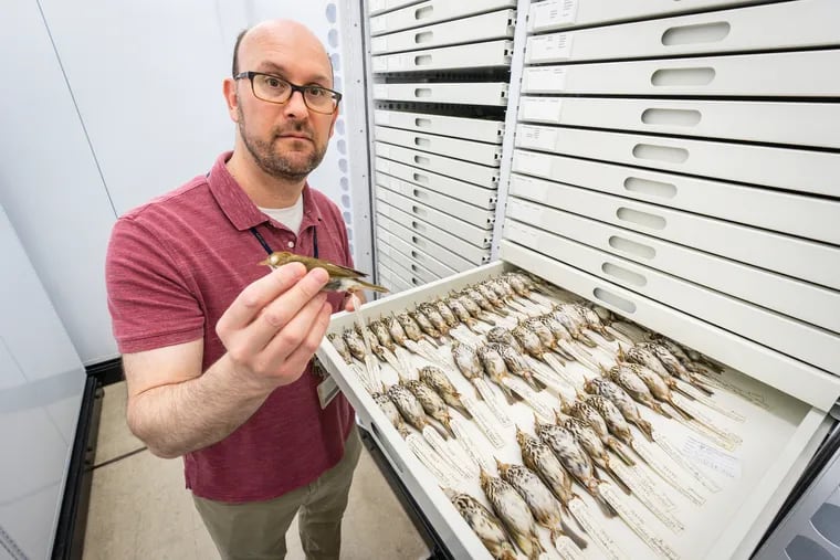 Jason Weckstein, associate Curator of ornithology at the Academy of Natural Sciences of Drexel University and associate professor in the bees department at Drexel University, with a tray of preserved birds at the Academy of Natural Sciences.
