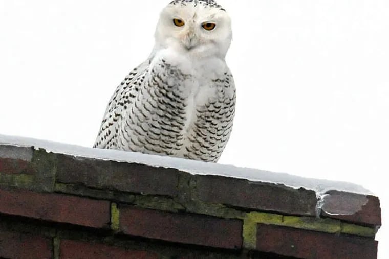 Among snowy owl sightings last winter was one on a Lancaster roof.