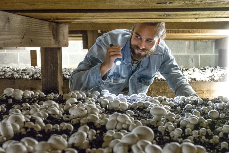 Eric Toedter, the manager of research and development at South Mill Champs' Kaolin mushroom farms in Kennett Square, in 2018.
