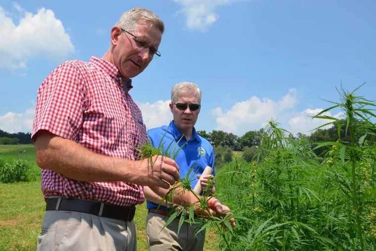 Agriculture Secretary Russell Redding examines hemp plants with William “Bill” Evans, chief of staff for PA Senator Judy Schwank, at the Rodale Institute outside Kutztown, Berks County, on July 19.