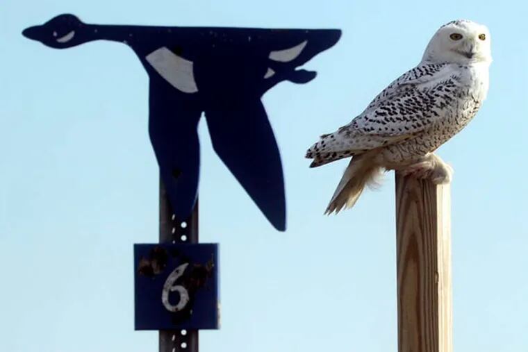 A snowy owl, native to arctic climes, investigates an area off Wildlife Drive in the Edwin B. Forsythe Wildlife Refuge in Galloway Township, N.J. They ordinarily do not migrate this far south.