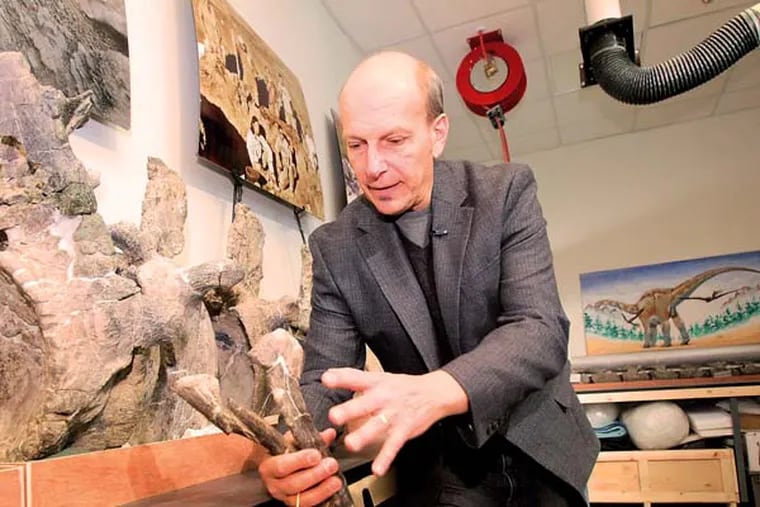 Dr. Kenneth Lacovara, a paleontologist at Drexel University, stands by the tail section of Dreadnoughtus schrani as he talks about the chevrons that attach to the large tail muscles.  Dreadnoughtus, which means "fears nothing", was discovered in Argentina by Lacovara.  He is shown in the labs at Drexel IN 2012 before the skeleton was sent back to Argentina.  ( CHARLES FOX / Staff Photographer )