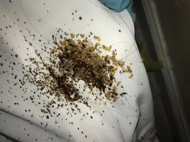 A bed in South Philadelphia infested with bed bugs.