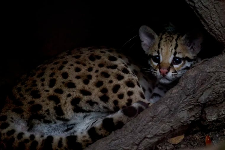 The Center for Biological Diversity estimates that the wall “may very well lead to the extinction of the jaguar, ocelot ... and other species” in America.