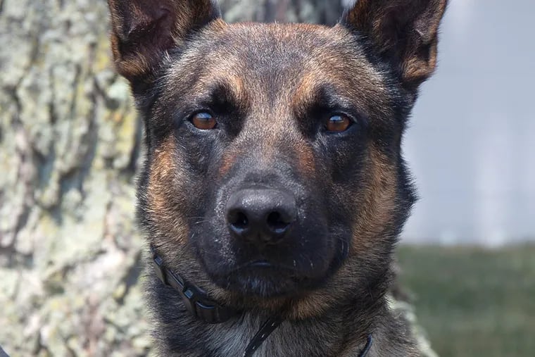 Yoda, the dog that help capture Danilo Cavalcante, is a Belgian Malinois. He's a member of the U.S. Customs and Border Patrol from El Paso, Texas.