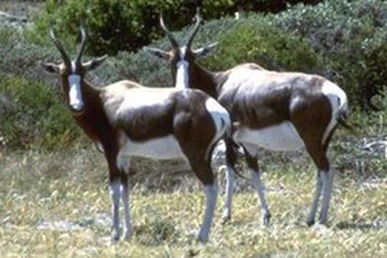The fate of the bontebok , captive in a 14-square-mile pen in Africa, may presage a coming end to the spectacular annual trek of the springbok.