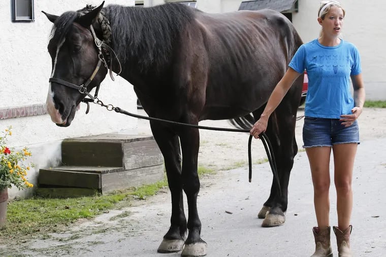A year ago Kate Brown donated her healthy hors, Roman, to the Philadelphia Police Department's mounted-patrol unit.  Last week, she took the horse back after seeing how emaciated Roman had become.