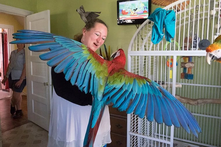 Margaret Ouali, the "Parrot Lady of Upper Darby," talks to Romeo, a 20-year-old macaw. Ouali has been rescuing parrots for years and has 10 as personal pets in her home.