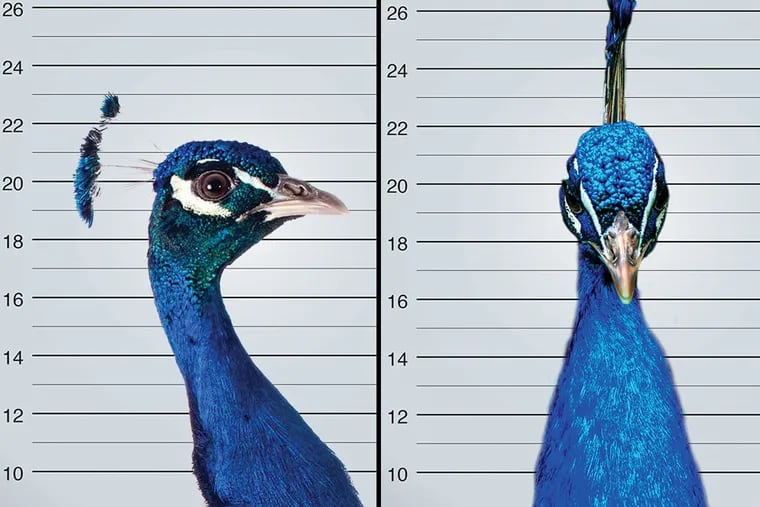 Two of the four peacocks that went missing from the Philadelphia Zoo have been found, a zoo spokesperson said Friday. These are not them.