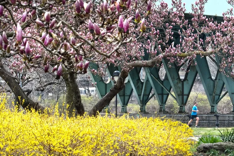 A man jogs past a magnolia blossoms along Kelly Drive, Philadelphia.Thursday, March 12, 2018. JOSE F. MORENO / Staff Photographer