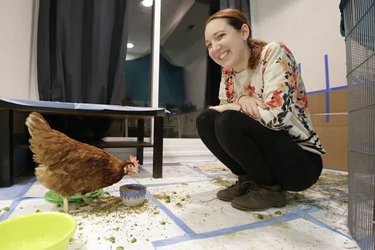 Mary Kate Fain smiles with Liberty, one of four chickens she saved with other animal rights activists from a Fairhill slaughter house this week, in her South Philadelphia home on Dec. 21.
