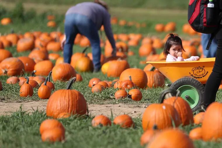 Kara Salazar, 2, gets a ride around the pumpkin patch at Shady Brook Farm in Yardley, Pa. on Friday, Oct. 22, 2021. The farm offers pumpkin picking, a corn maze, and wagon rides among other activities and entertainment.