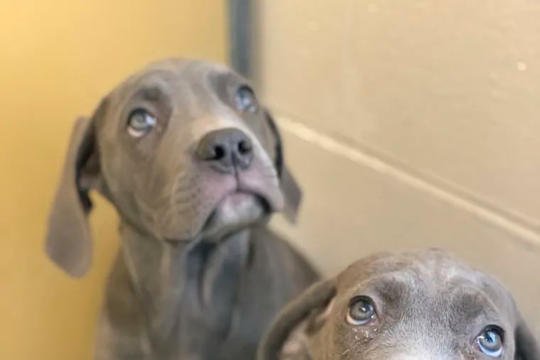 This photo provided by Pennsylvania SPCA shows two dogs that were rescued in Philadelphia on Wednesday, Sept. 4, 2019.   Animal welfare authorities say 55 dogs and puppies were rescued from a Pennsylvania home Wednesday,  after they received a call about unsanitary conditions there. The officers removed 22 Cane Corsos, 16 French bulldogs, 13 Border Collies, three Pomeranian-husky mixes and a Doberman Pinscher from the property in Lancaster County, about 60 miles west of Philadelphia.
