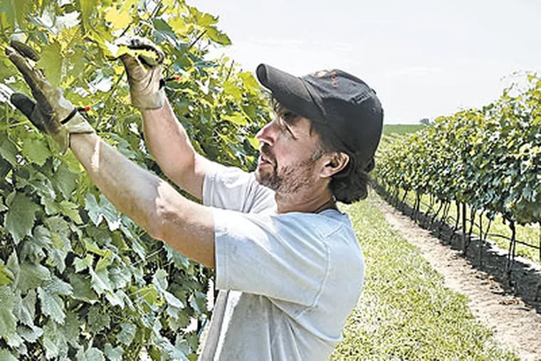 Vintner Scott Donnini says wineries are "stuck in the middle" of New Jersey's legislative stalemate. (Akira Suwa / Staff Photographer)