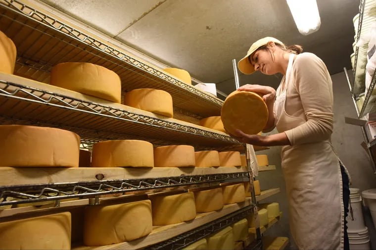 Cheese maker Stefanie Angstadt is shown inspecting a repening wheel of cheese in at her Oley cheese shop.