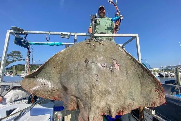 Pa. man hauls in possible world-record stingray in the Delaware Bay