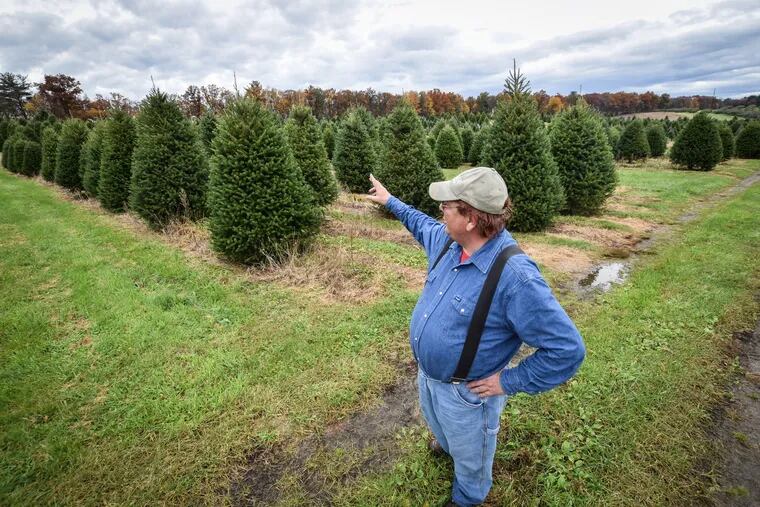 Jay Bustard pictured at his Christmas tree farm in Lehighton, PA on Friday, November 2, 2018. Bustard and his brother Glenn run Bustard's Christmas Trees in Landsdale, PA.