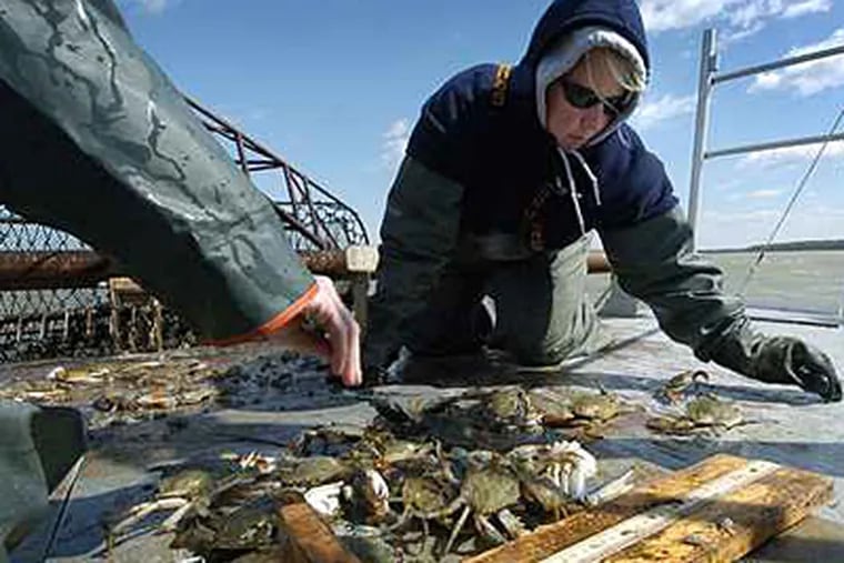In this file photo, Heather Brown, a Maryland state biologist, inspects crabs trapped near Hoopers Island in a study of the condition of the bay's recovering blue crab population. (Ricky Carioti / Washington Post)
