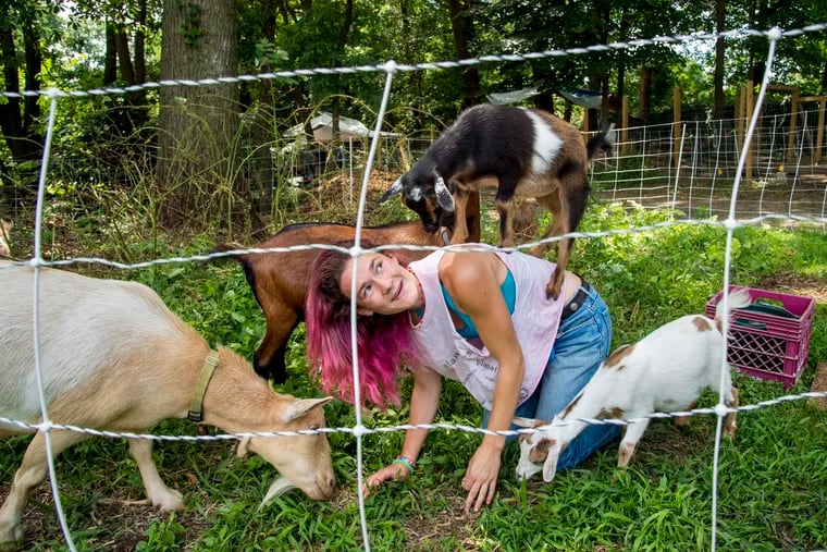Lily Sage, 23, the daughter of Philly Goat Project director Karen Krivit mixes it up with the projects goats July 29, 2018. They are corralled in a mildly electrified fence so they can eat the weeds, before the fence is moved to another section of the grounds in need of clearing. Not only can goats eat plants other animals avoid, they actually prefer them – a single goat can eat eight pounds of weeds a day. The project offers goats for "yard work," as well as for education/awareness purposes, like goat therapy and goat yoga.