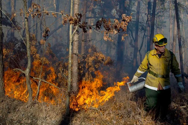 Fire warden Frank Lorito sets fire to brush and collected debris in the Peaslee Wildlife Management Area in Maurice River Township as part of a controlled burn of 300 acres conducted by the N.J. Forest Fire Service. (Clem Murray / Staff Photographer)