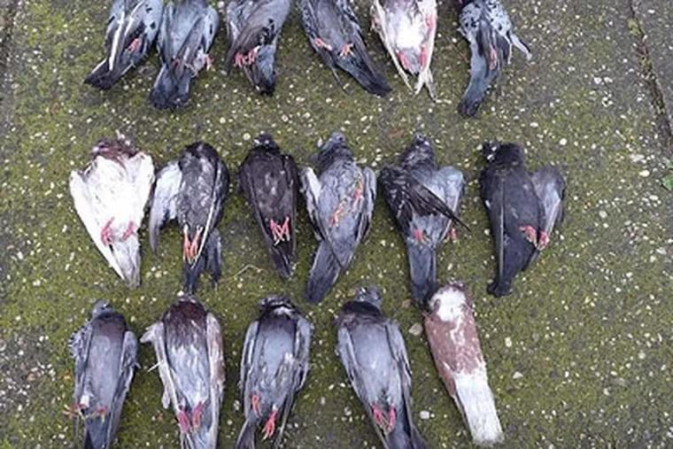 Seventeen wounded pigeons that died after SHARK members retrieved themfrom the Delaware River and along shore during the Philadelphia GunClub's shoot on March 31. (Johnna Seeton)