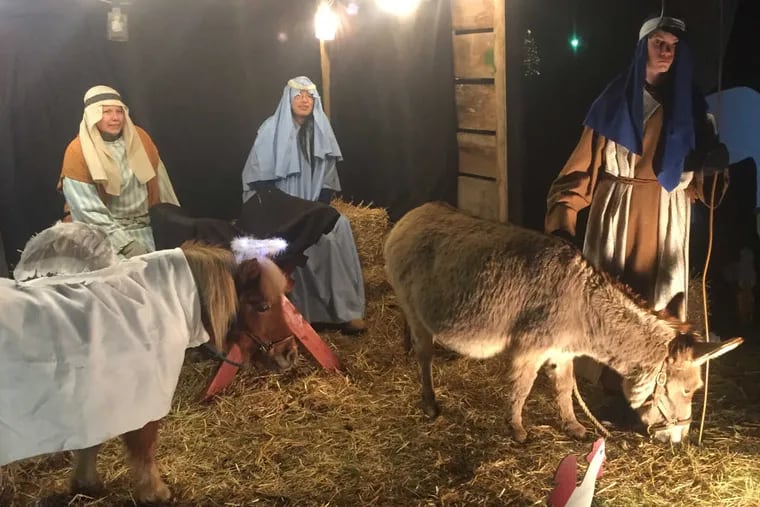 Bobbi Jo, an 18-year-old miniature donkey, takes part in the live nativity scene put on by the Downingtown United Methodist Church.