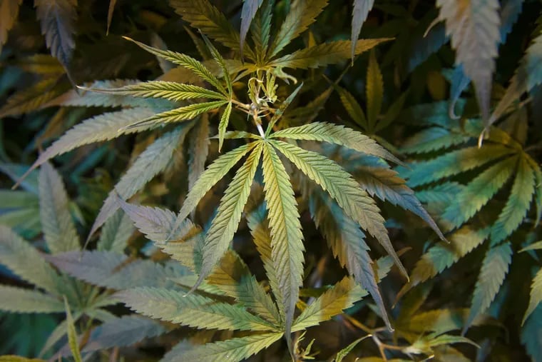 Growing marijuana would require organic pest control under proposed Pa. regulations.