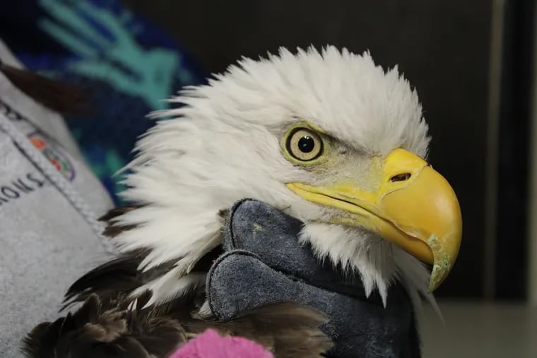 This female bald eagle was rescued in Turbotville, Pa., in January 2021, and taken to Red Creek Wildlife Center in Schuylkill for treatment. It had elevated blood lead levels and multiple injuries. It was able to be returned to the wild in March 2021.