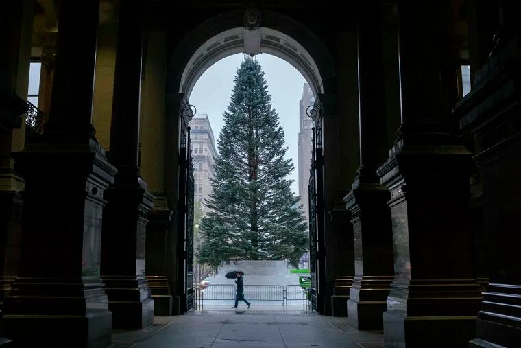A 65-foot white fir (Abies concolor) from upstate New York awaits decorating on the north side of City Hall Tuesday morning, November 13, 2018. The official Philly Holiday Tree will be lighted November 28.