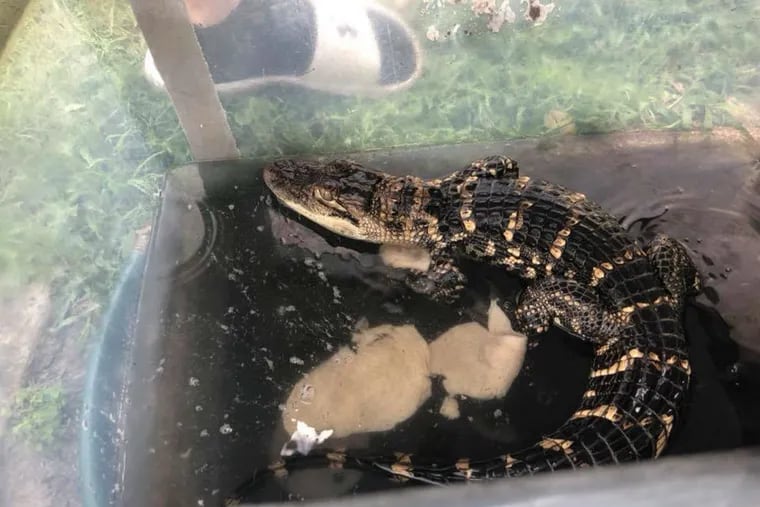 Captured reptile by Prospect Park Police Department