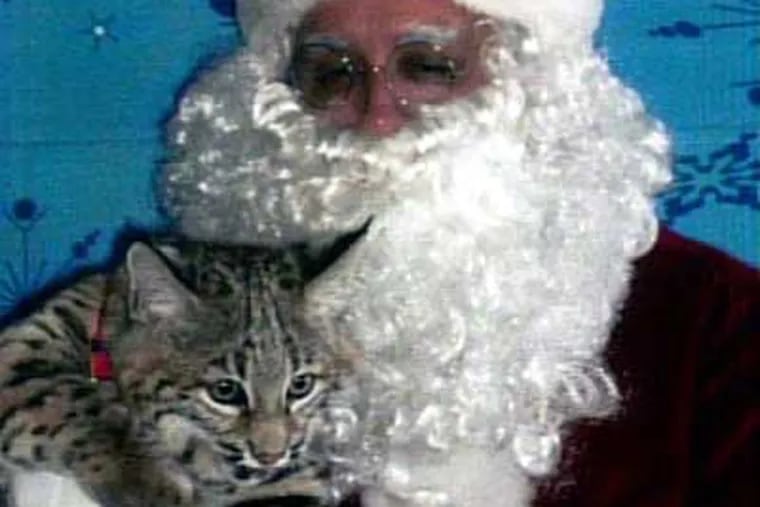 Jonathan Bebbington is shown with bobcat that attacked him. He has posed as
Santa to take pictures with plenty of pets before, but never an attacking bobcat. (Photo courtesy NBC10)