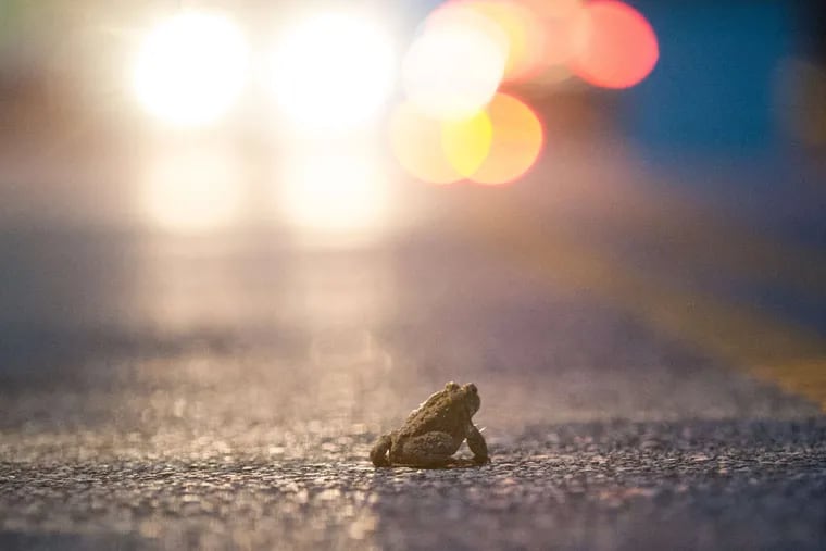 A toad pauses in the road on its way to Roxborough Reservoir to breed. You should start to see baby toads soon.