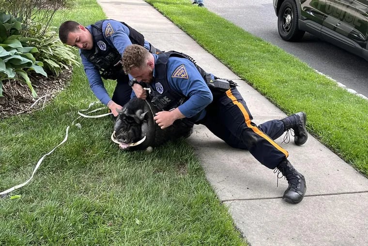 Two officers with the Washington Township Police Department tackled Pumba, the 200-pound escaped potbellied pig.