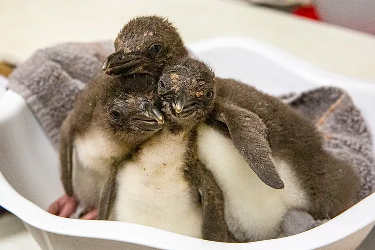 In this undated photo provided by the Kansas City Zoo, three Macaroni penguin chicks are cared for just days after their birth at the zoo in Kansas City, Kansas. For the first time in the zoo's 110-year history, the zoo is home to Macaroni penguins from eggs provided by SeaWorld San Diego, that hatched eight fluffy chicks in incubators.