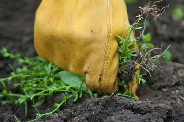 Hand-weeding can greatly reduce the weed presence in your garden, especially if you concentrate on eliminating the weeds that are in flower, before they produce seeds.