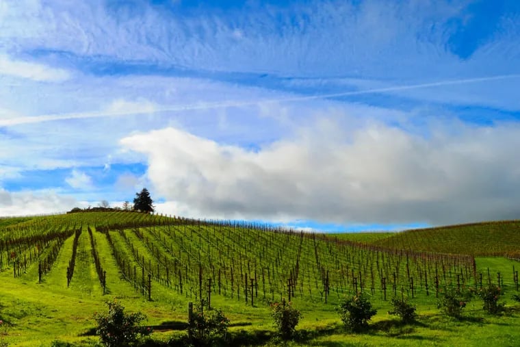 View of the Carneros region vineyards in Sonoma, CA.