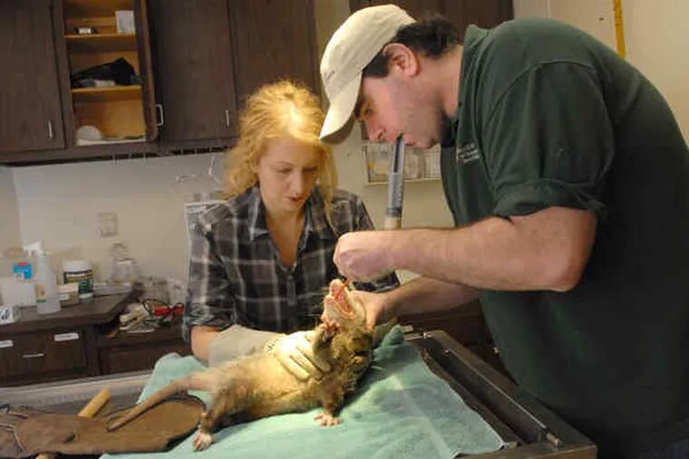 At the Schuylkill Center's Wildlife Rehabilitation Clinic, assistant director Michelle Wellard and Rick Schubert, director of wildlife rehabilitation, rehydrate a Virginia opossum that was caught by a dog. The center treats 3,000 &quot;patients&quot; a year.