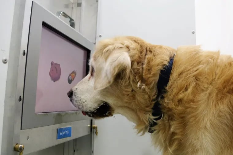 Playing computer games might be the perfect brain training for older dogs.