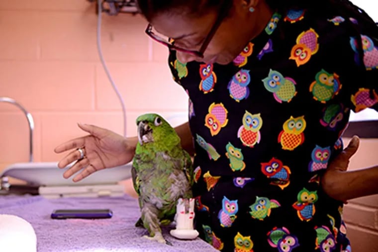 Pete the parrot tries out a new prosthetic leg with Dr. La’Toya Latney, Service Head and Attending Clinician of the Exotic Companion Animal Medicine service at Penn Vet’s Ryan Hospital.