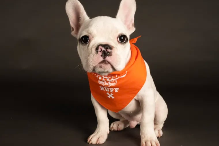 Moby (full name Mobius, after the Marvel character), a French Bulldog, representing the Perkasie-based Harley's Haven Dog Rescue on Team Ruff in this year's Puppy Bowl.