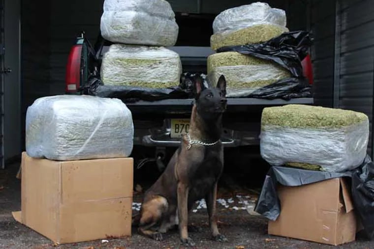 Police say K-9 Mika detected 250 pounds of marijuana in a vehicle during a traffic stop. (Photo courtesy of Cherry Hill police)
