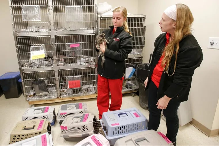 Veterinary technician Emma Fennelly holds a cat named “Snickers” while working with adoptions counselor Nicole Grohowski (right) at the Brandywine Valley SPCA in West Chester.