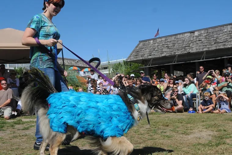 Lexie, costumed as a peacock,  with owner Katie Kane of N. Cape May. (Photo / Curt Hudson)