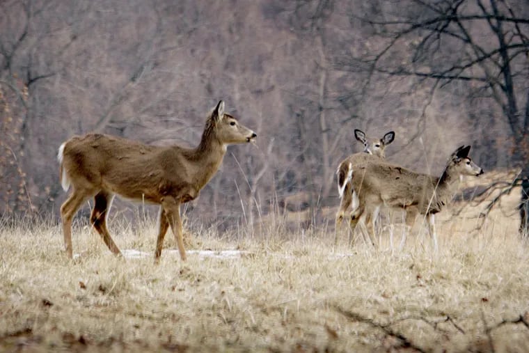 Deer graze in Valley Forge National Park on Tuesday morning, February 10, 2009. (Laurence Kesterson / Staff Photographer)