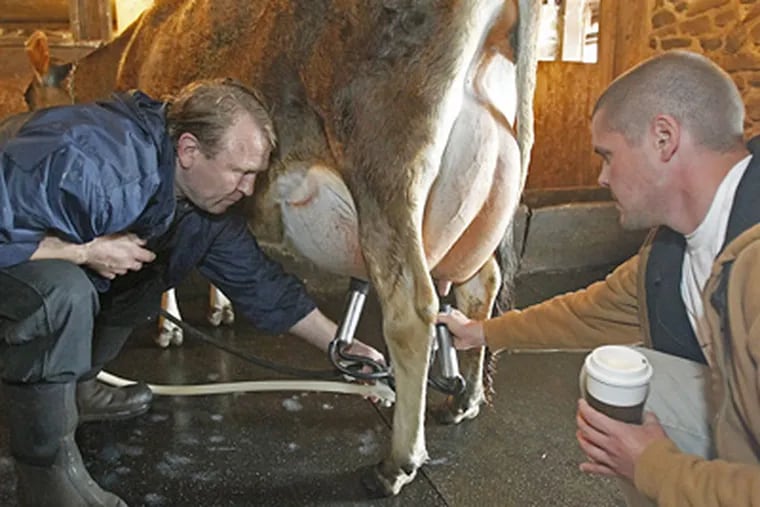 Mike Tierney (right) helps one of his workers put milk-suction tubes on a cow at Birchwood Farms in Bucks County. (Akira Suwa / Staff Photographer)