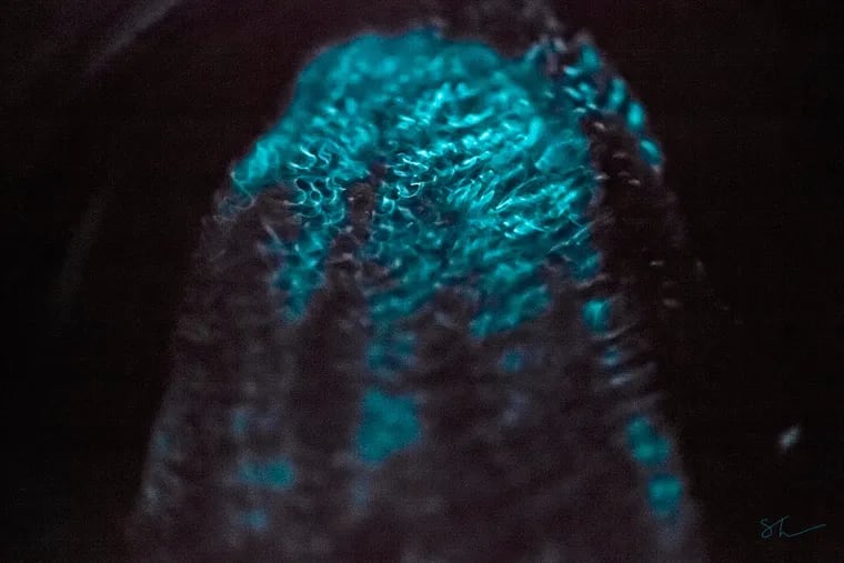 At 100 feet below the ocean surface in the Arctic, the dominant source of light is "bioluminescent" organisms such as this one, University of Delaware researchers say.