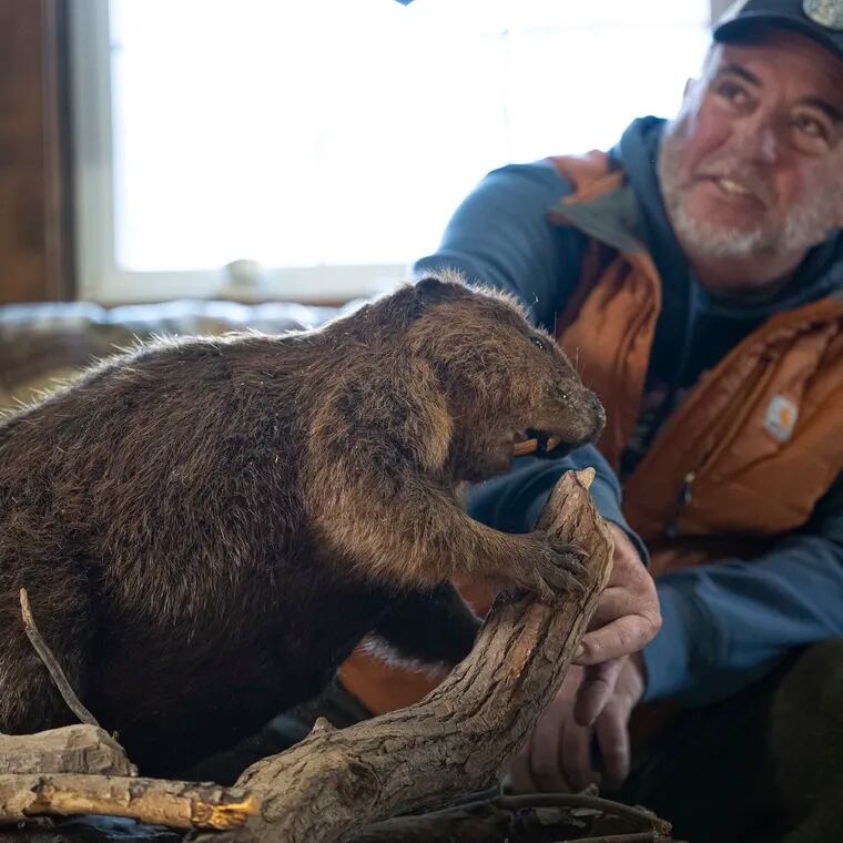 Chris Ritter is photographed next to a life-size stuffed Beaver at his home in New Egypt N.J. Most people think beavers are world changing animals, environment builders as important as bees and birds. Ritter thinks they're selfish.
