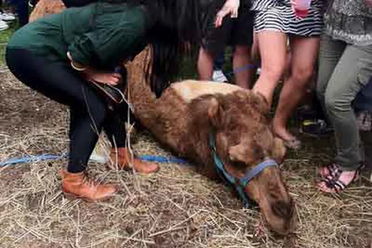 George Leslie, a Penn student, passed by a frat party and took some pictures.  In this photo, the camel is lying down and several young women stand next to him.