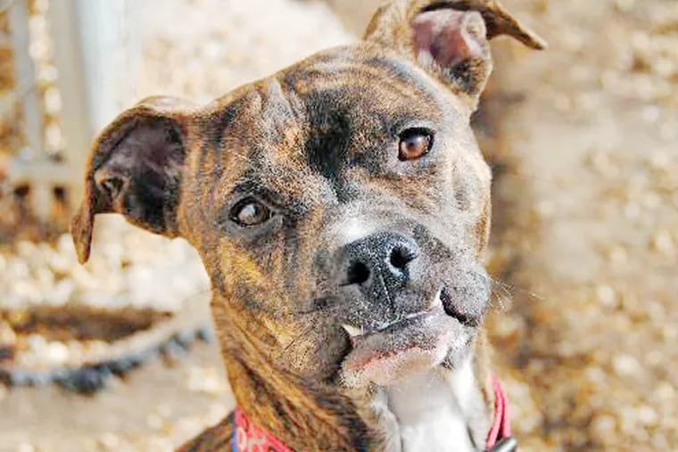The Daily News Pet of the Week is Mario, a 6-to-12-month-old boxer-pitbull mix at the Philadelphia Animal Welfare Society.