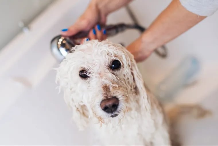 A poodle gets a bath a at a grooming salon.